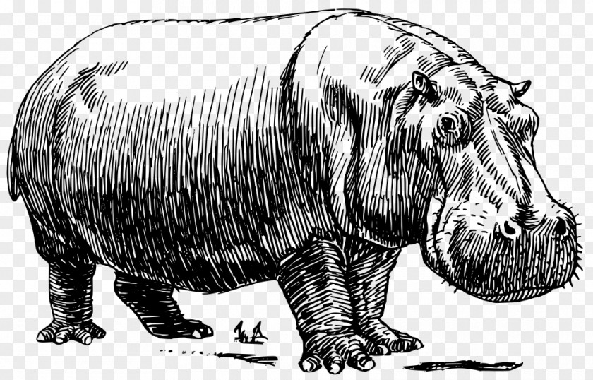 Pig Hippopotamus Line Art Drawing Clip PNG