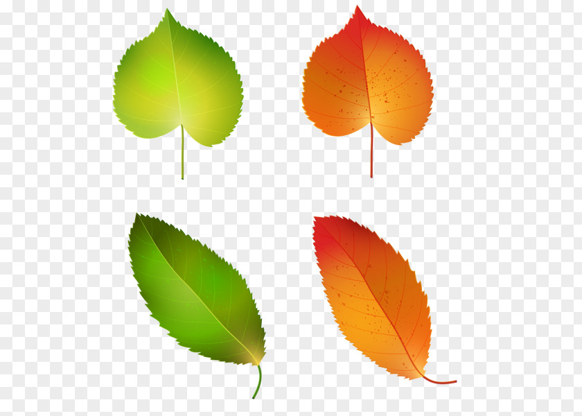 Fall Autumn Leaf Color Green Clip Art PNG