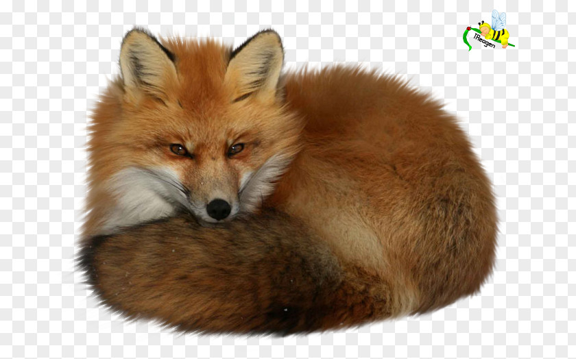 Fox Red Dog PNG