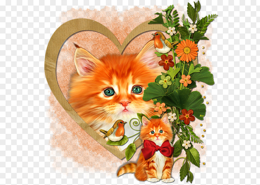 Kitten Whiskers Tabby Cat PNG