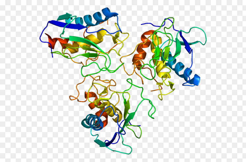 MMP10 Matrix Metalloproteinase MMP7 MMP2 Stromelysin 1 PNG