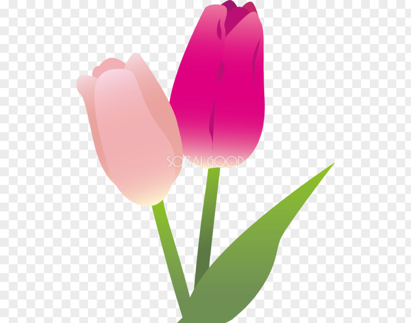 Tulip Illustration Adobe Illustrator Clip Art Image PNG