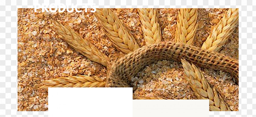 Wheat Grains Bran Flour Oat Gluten Common PNG