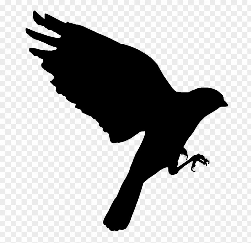 Blackandwhite Crow Cartoon Baby Bird PNG