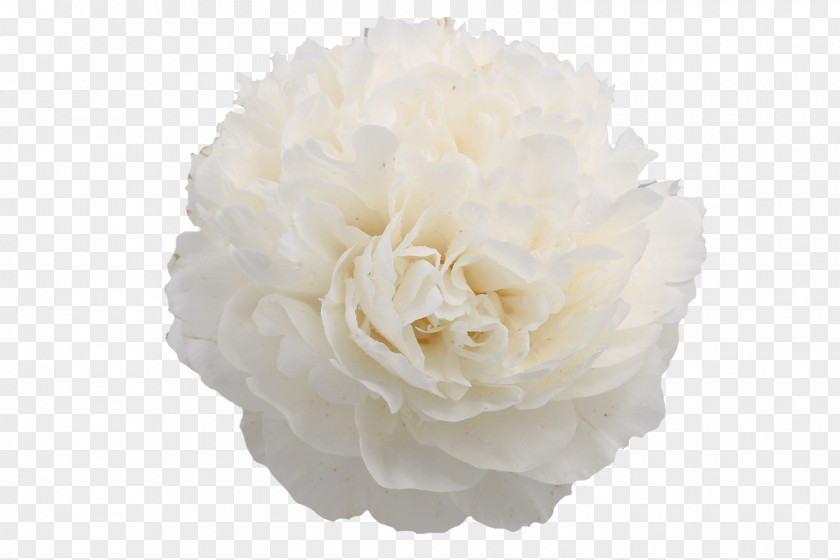 Peony Cut Flowers Cabbage Rose Petal PNG