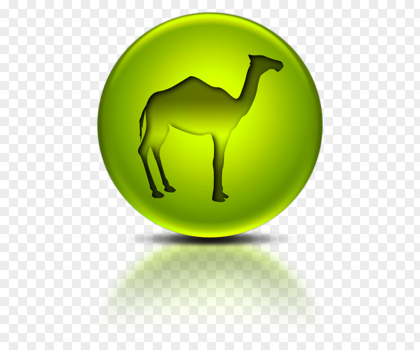 Playmate Bactrian Camel Dromedary Information PNG