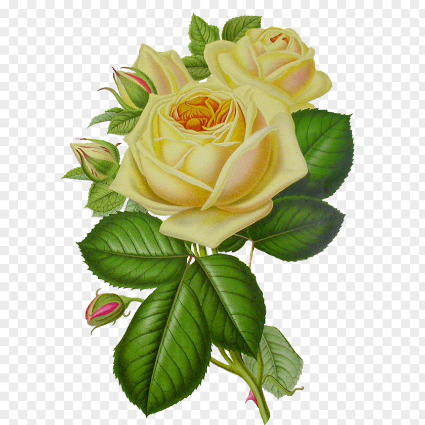 White Rose Image, Flower Picture Clip Art PNG