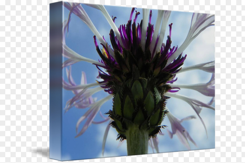 Bachelor Button Flower Milk Thistle Plant Stem PNG