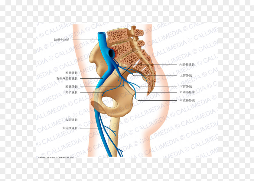 Venas Y Arterias Pelvis Common Iliac Artery Anatomy Vein PNG