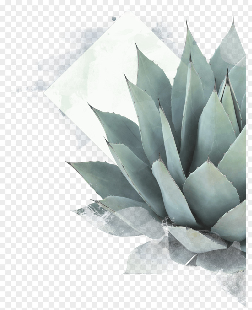 Agave Azul Mezcal Tequila Succulent Plant Mexican Cuisine PNG