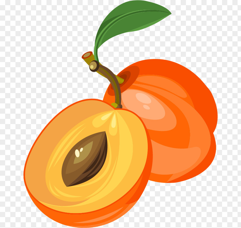 Apricot Fruit Vector Material Euclidean Clip Art PNG