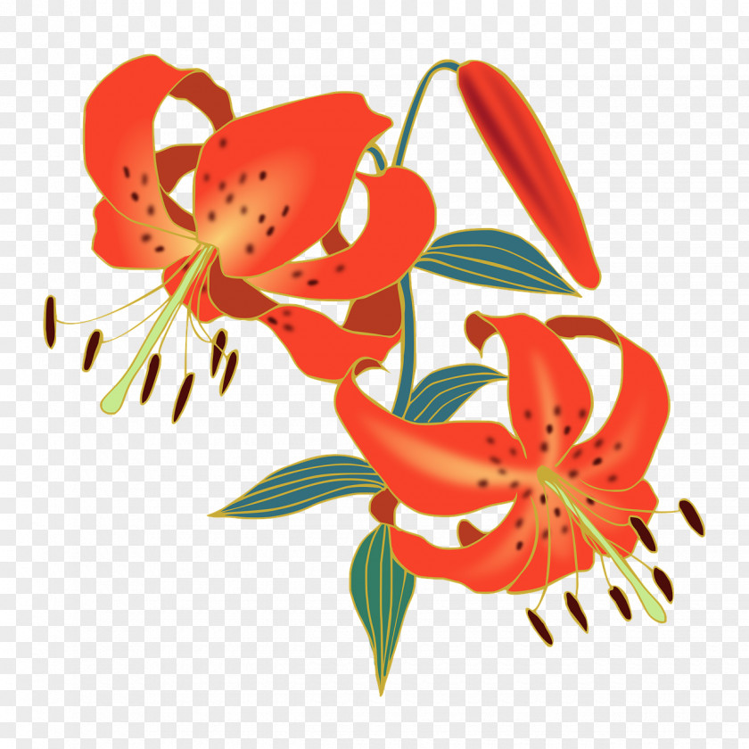 Lily Tiger Lilium Bulbiferum Flower Felidae PNG