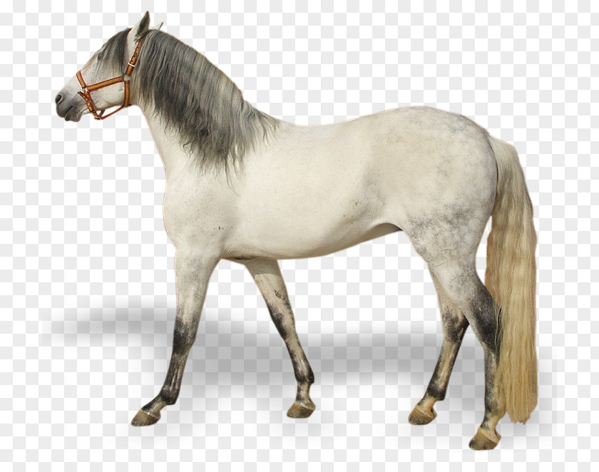 Mustang Pony Rein Stallion Andalusian Horse PNG