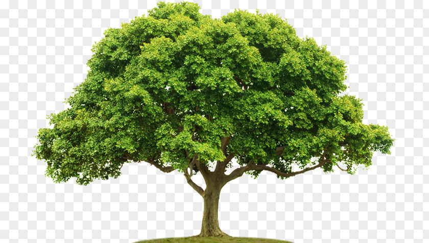 Boom Tree PNG