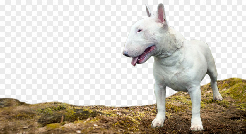 Bull Terrier (Miniature) Old English Berger Blanc Suisse White Shepherd PNG
