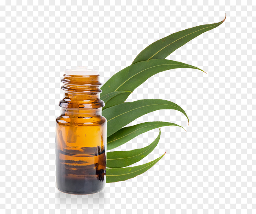 Eucalyptus Radiata Globulus Mosquito Essential Oil PNG