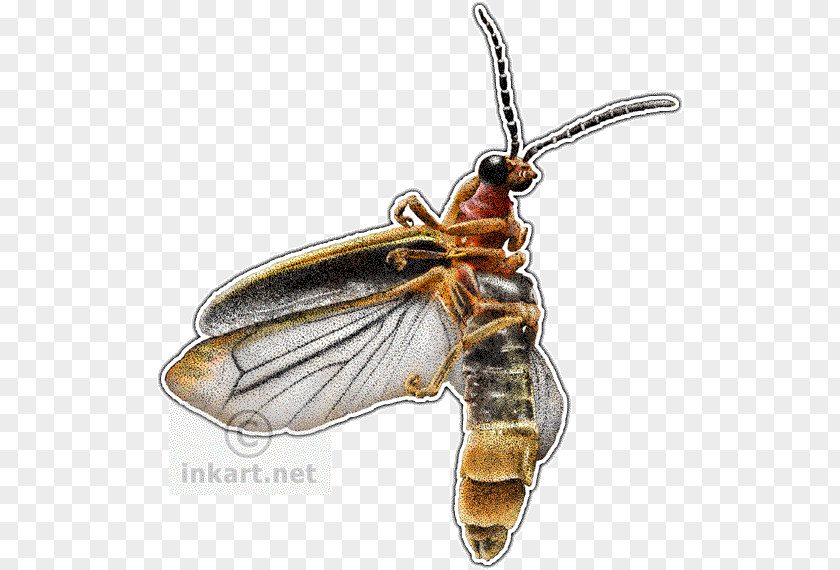 Firefly Beetle Drawing Photinus Pyralis PNG
