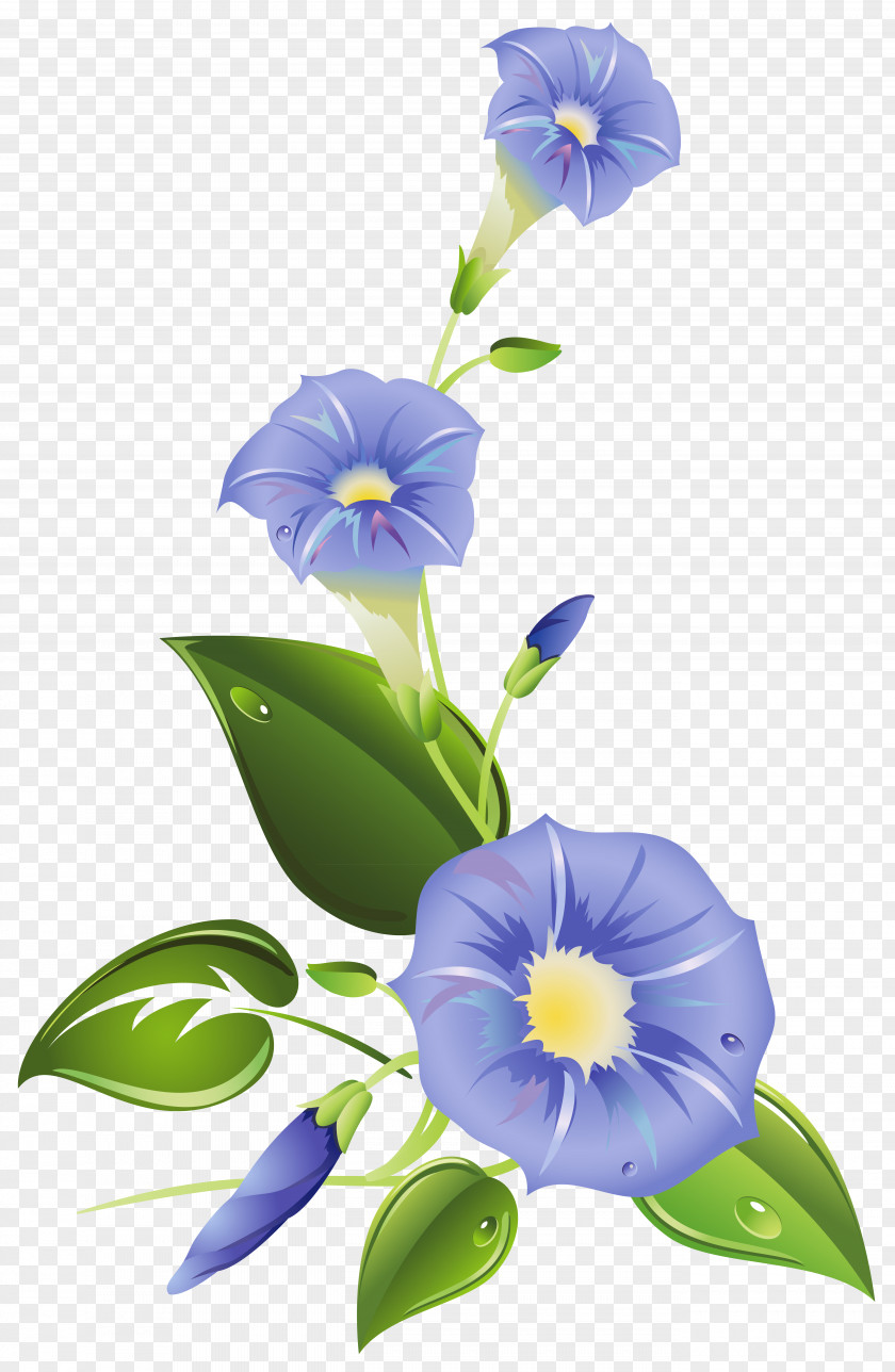 Glory Ipomoea Purpurea Indica Carnea Flower Clip Art PNG