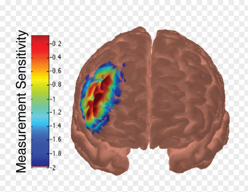 Metaphor Brain Dorsolateral Prefrontal Cortex Cerebral Frontal Lobe PNG
