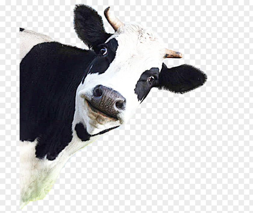 Milk Holstein Friesian Cattle Jersey White Park Dexter PNG