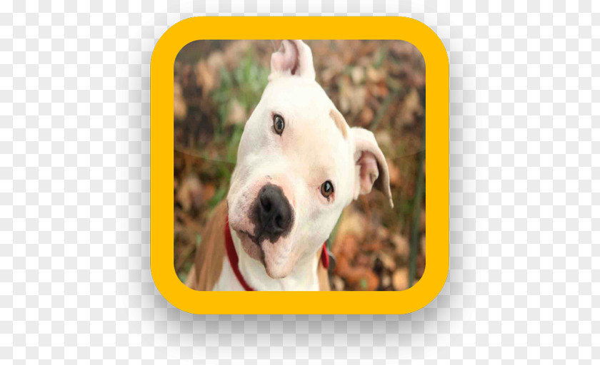 Puppy American Pit Bull Terrier Dog Breed PNG