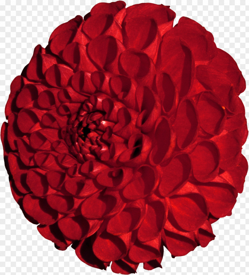 Rose Garden Roses 世紀在迴眸: 北美華文作家短篇小說集 Floristry Red PNG
