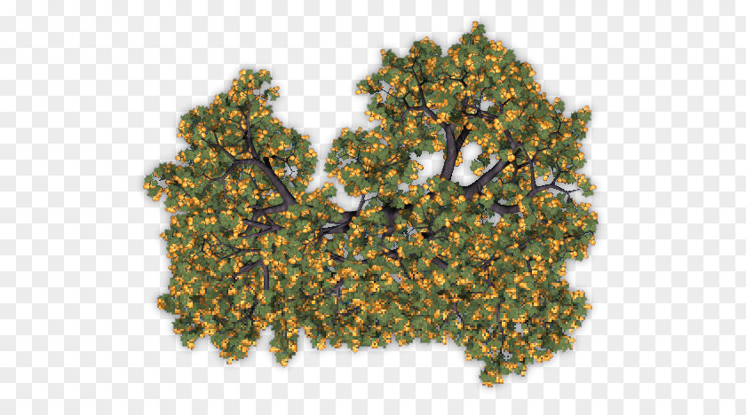 Tree Fruit Auglis Apricot PNG