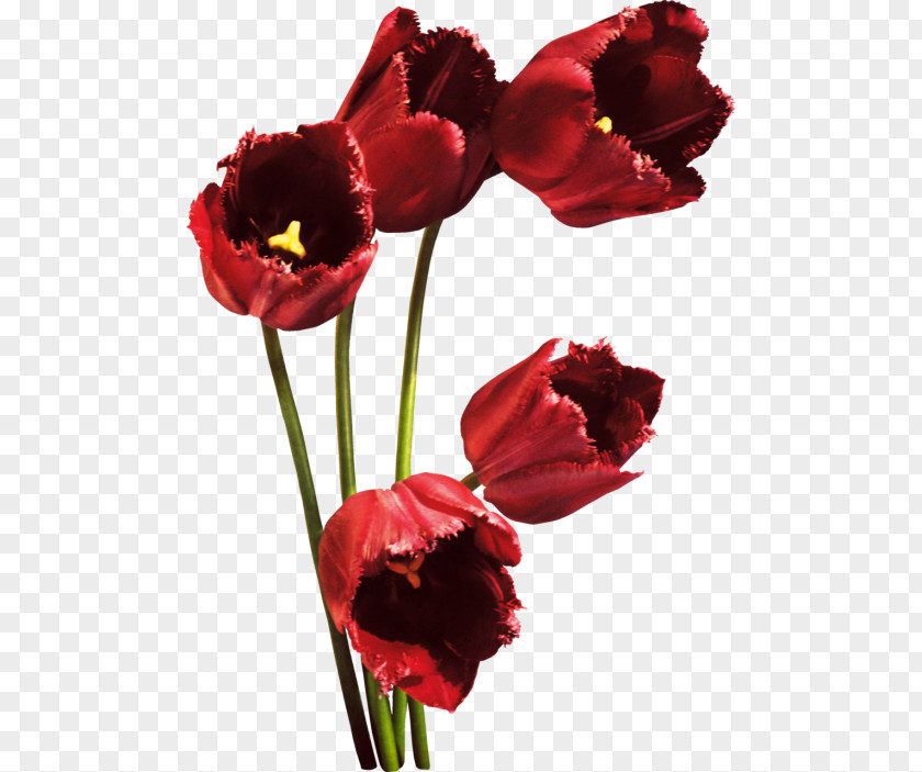 Tulip Red Petal Flower Bouquet PNG