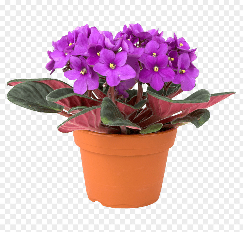 Violet African Violets Houseplant Plant Propagation PNG