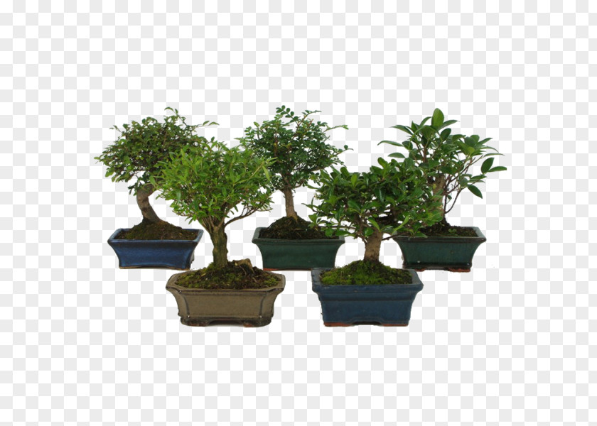 Bonsai Houseplant Sageretia Theezans Tree PNG