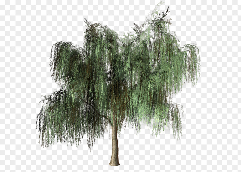 Green Tree Pine Forest Woody Plant PNG