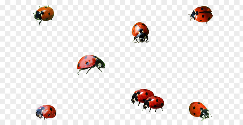 Insect Ladybird Beetle Clip Art Image PNG