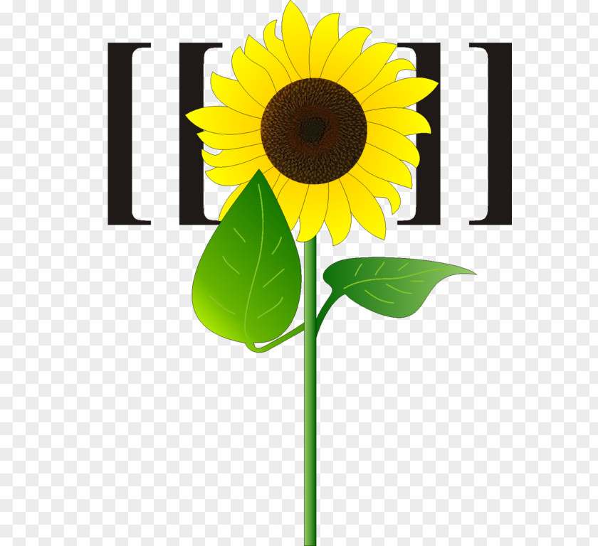 Mascot Sunflowers Sunflower Seed Cut Flowers Plant Stem PNG