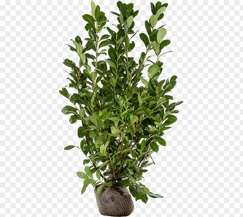 Prunus Laurocerasus Cherry Laurel Shrub Evergreen Bay Plant Stem PNG