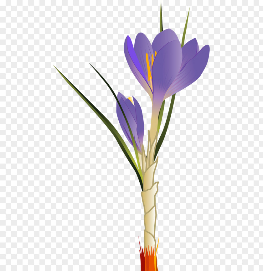 Spring Clipart Crocus Vernus Clip Art Openclipart Autumn Image PNG