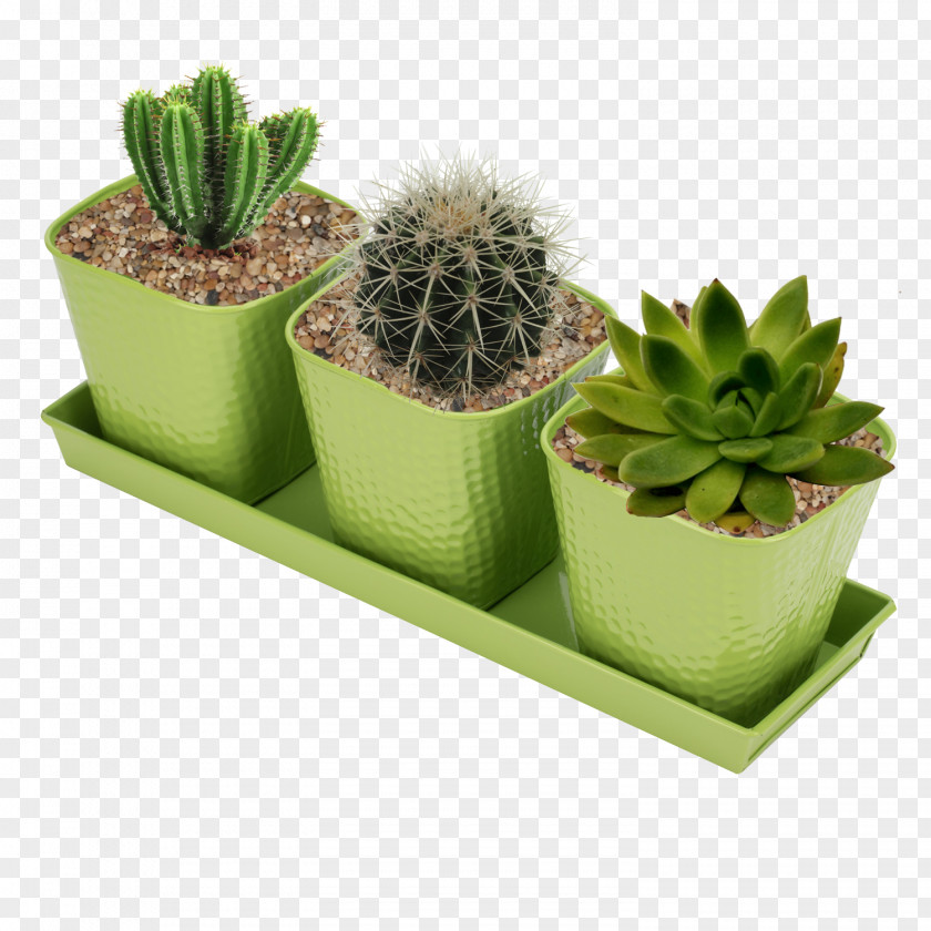 Terrestrial Plant Agave Cactus PNG