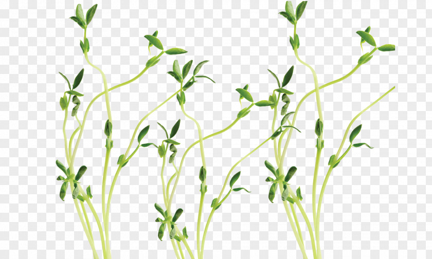 3 Snow Pea Sprouting Stock Photography Royalty-free PNG