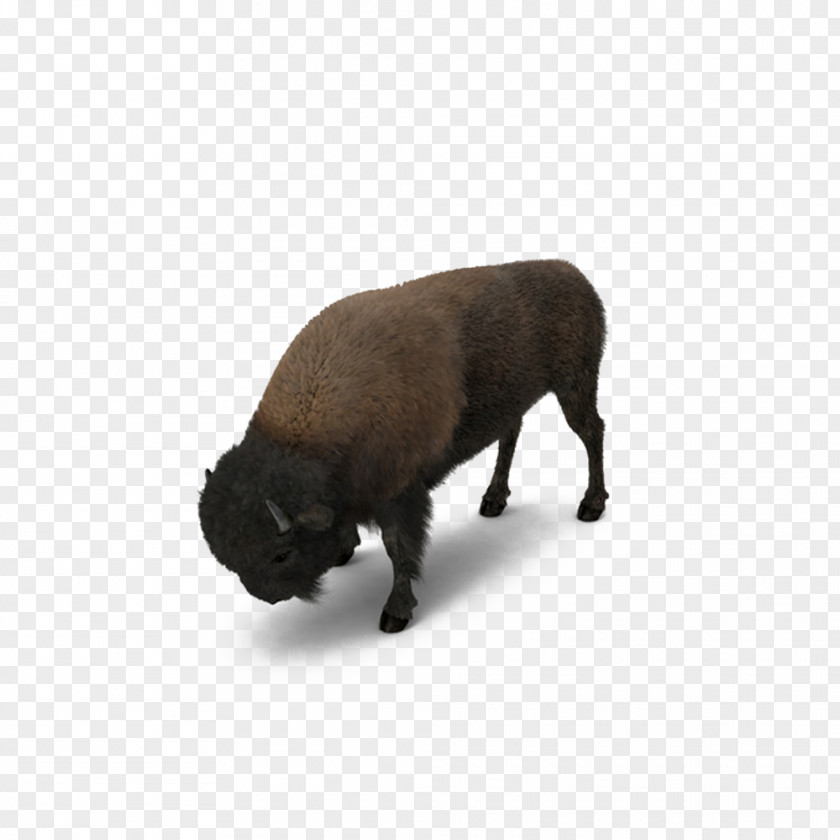 American Bison Grazing Herbivore Dog Breed PNG
