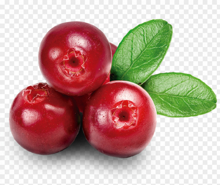 Cranberry Northeastern United States Nutrient Organic Food PNG