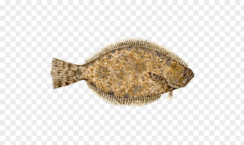 Fish Flounder Atlantic Halibut Sole Seafood Watch PNG