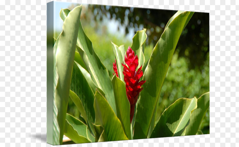 Ginger Watercolor Cayman Islands Lily Imagekind Art Flower PNG