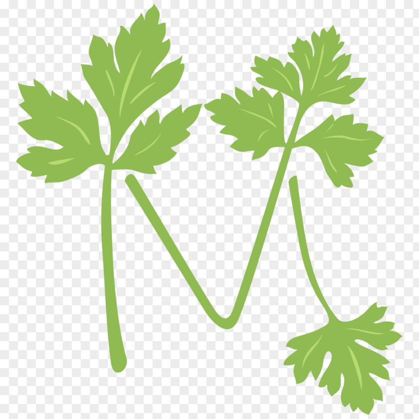 M Parsley Health Food Vegetable PNG