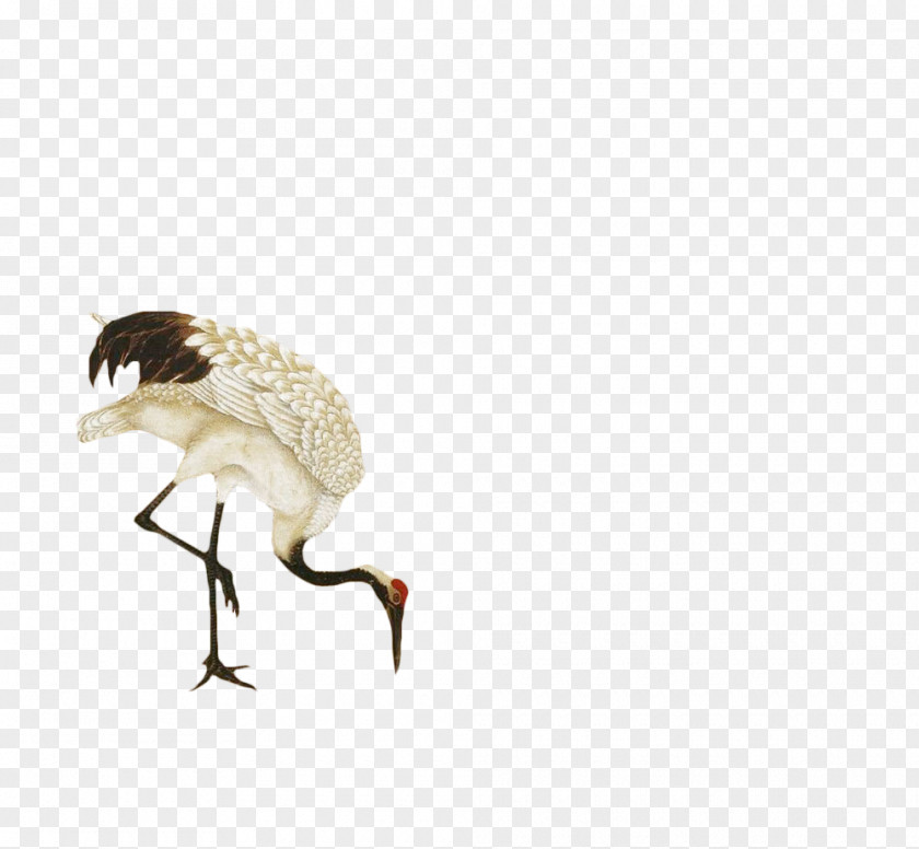 Red-crowned Crane PNG crane clipart PNG