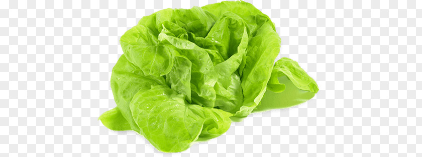 Vegetable Leaf Lettuce Iceberg Variety Food PNG