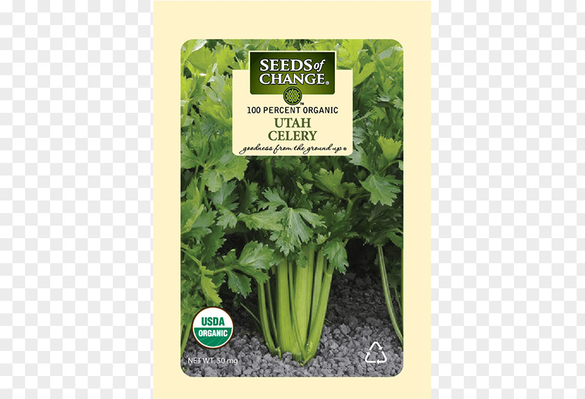 Vegetable Parsley Spring Greens Romaine Lettuce Celery Coriander PNG