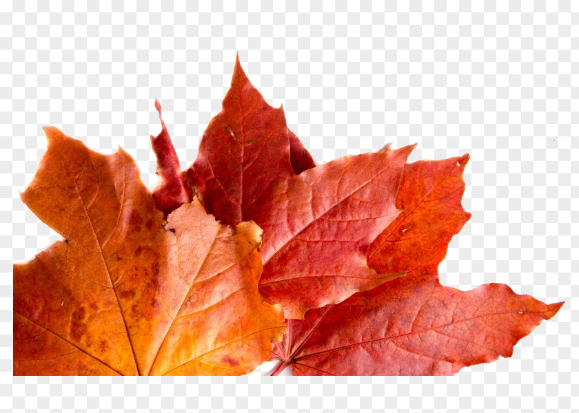 Autumn Maple Leaf Leaves PNG