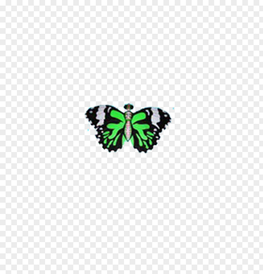 Butterfly Nymphalidae Green Pattern PNG