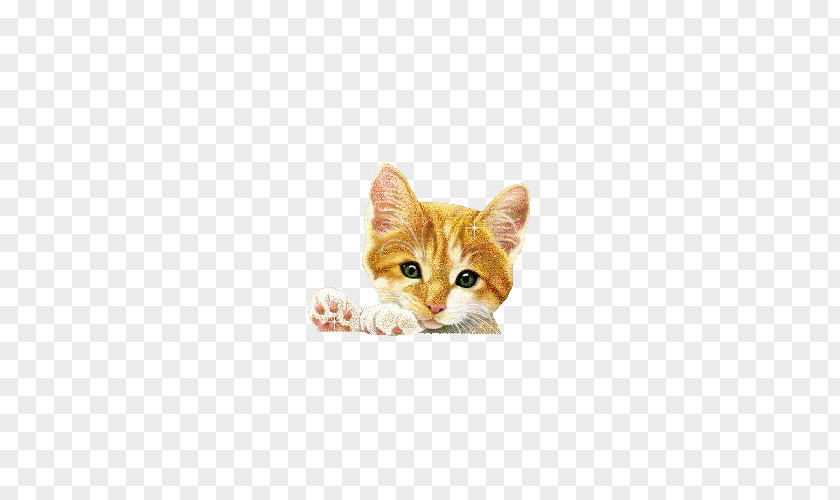 Cute Cat Gfycat Animation Clip Art PNG