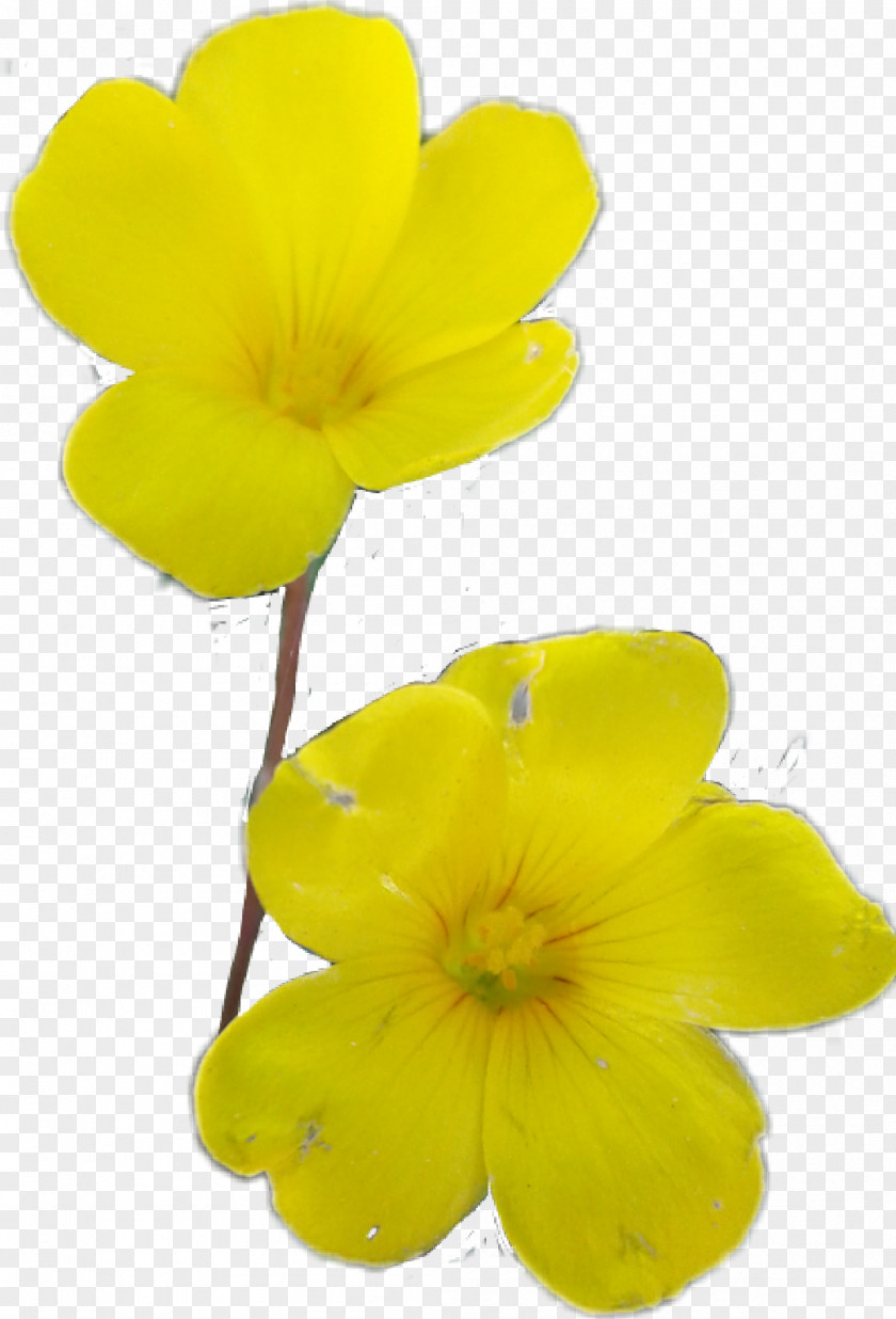 Flower Bouquet Petal Tulip PNG