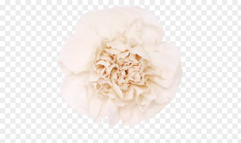 Flower Centifolia Roses Garden Carnation Cut Flowers PNG